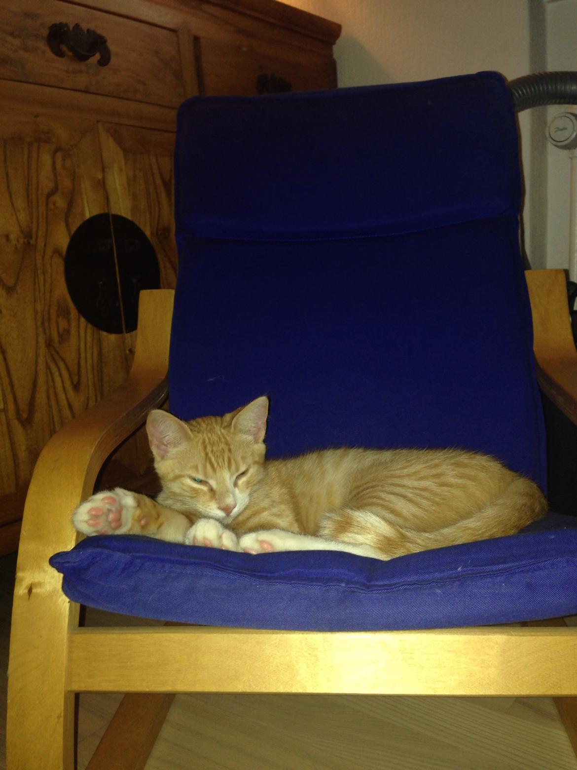 Huskat Balou billede 7