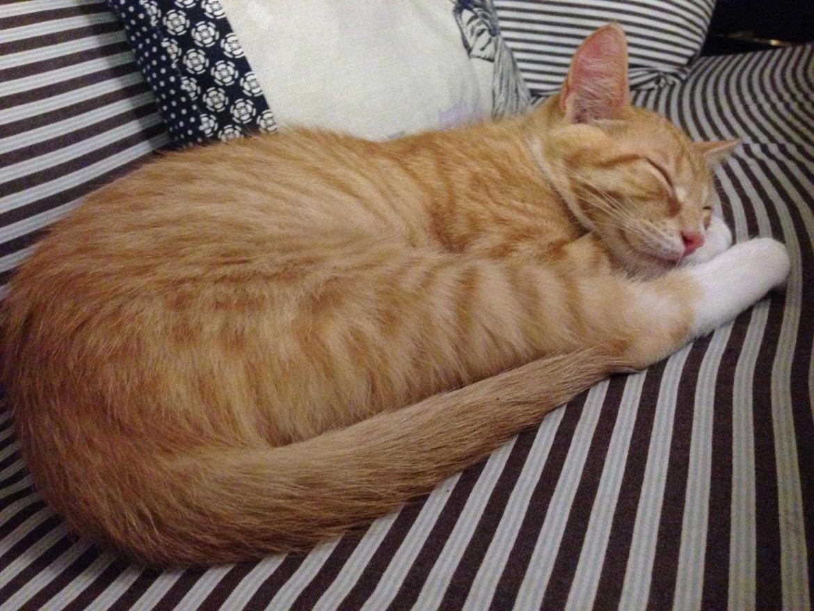 Huskat Balou billede 6