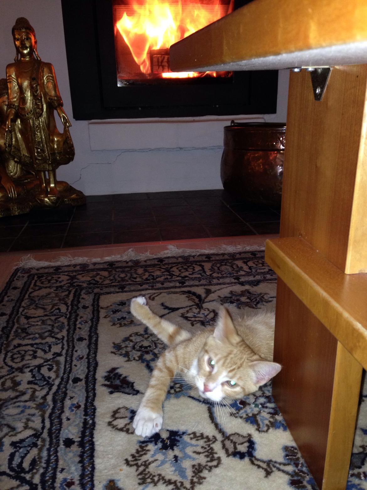 Huskat Balou billede 8