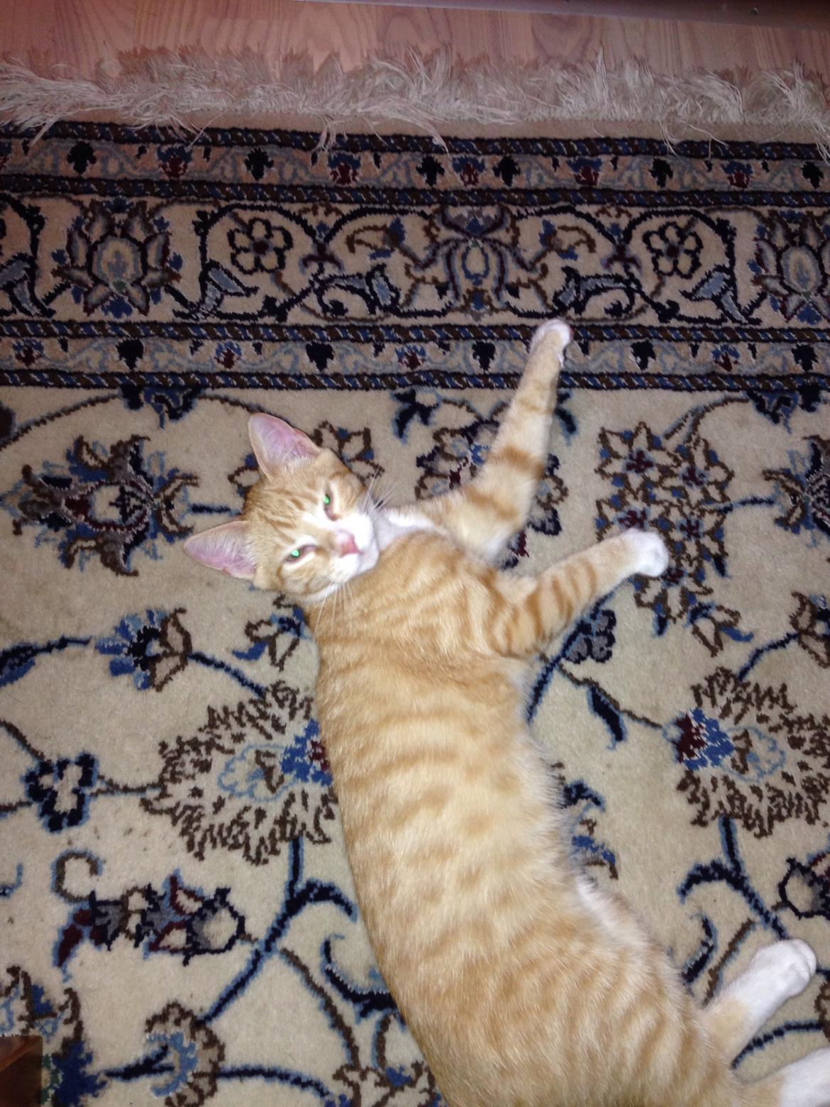 Huskat Balou billede 9