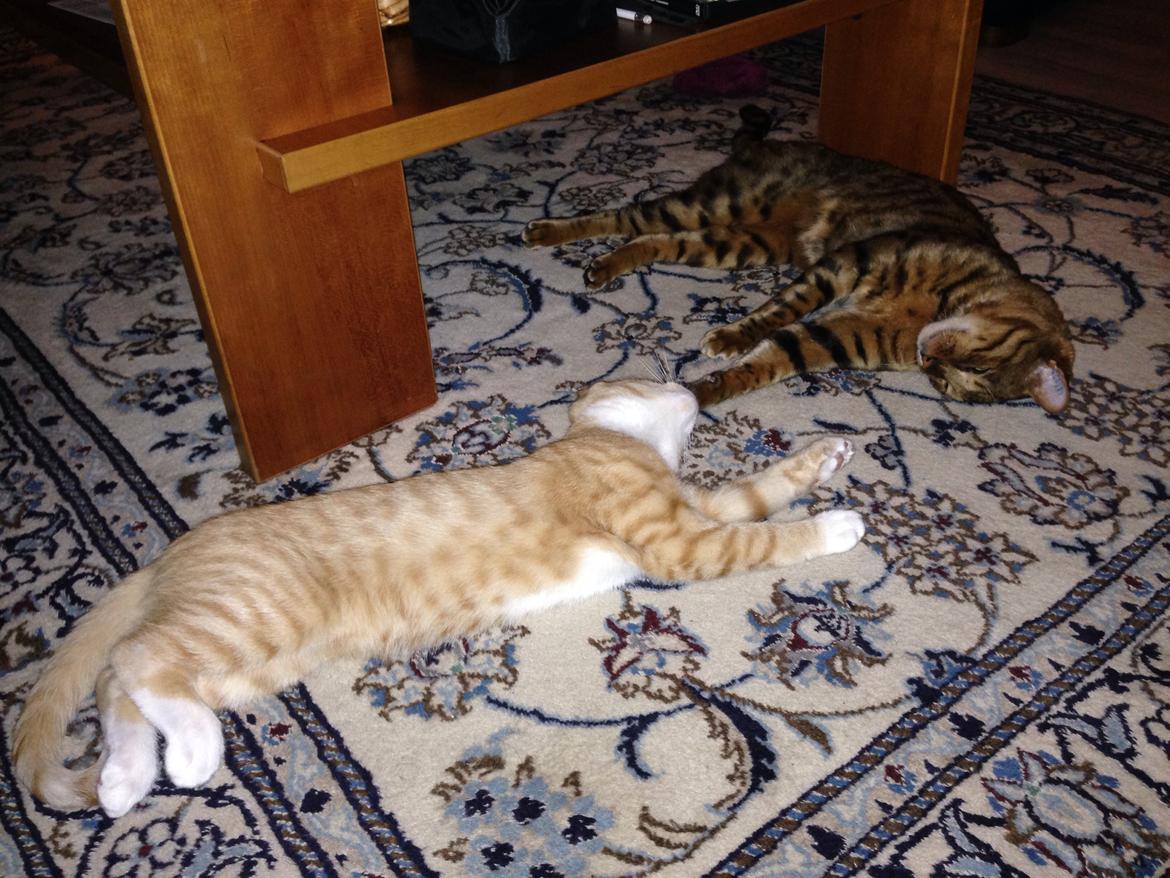 Huskat Balou billede 11