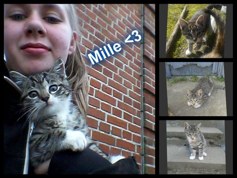 Huskat Mille - Velkommen til Mille´s galleri billede 1