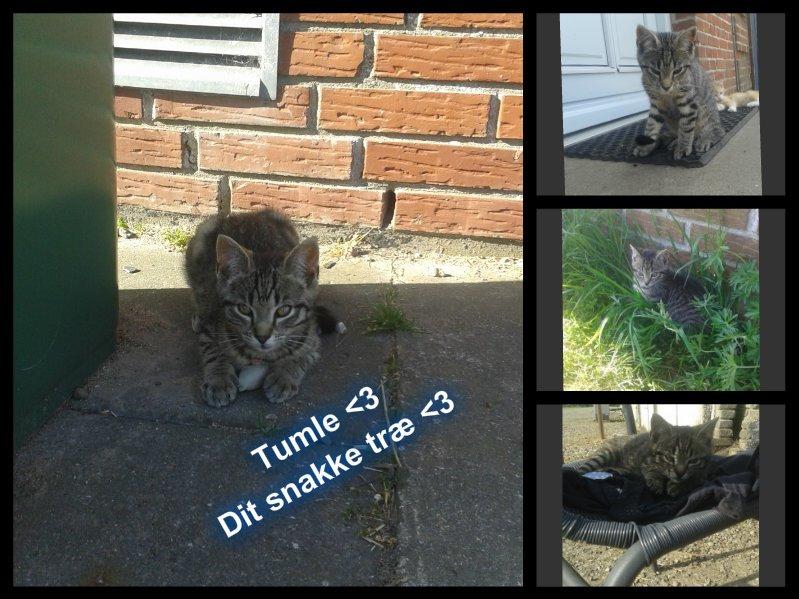 Huskat Tayson - Velkommen til tayson´s galleri. han hedder ikke Tumle mere  billede 1