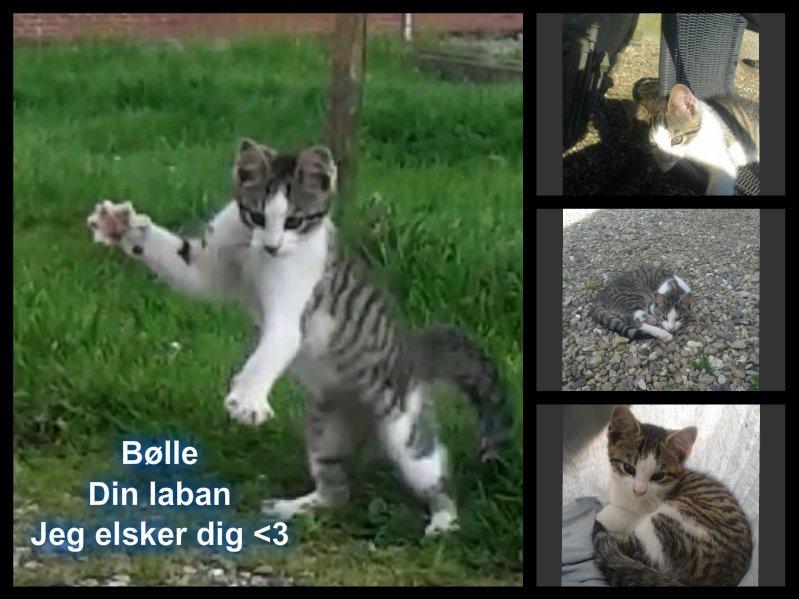 Huskat bølle - Velkommen til bølle´s galleri billede 1