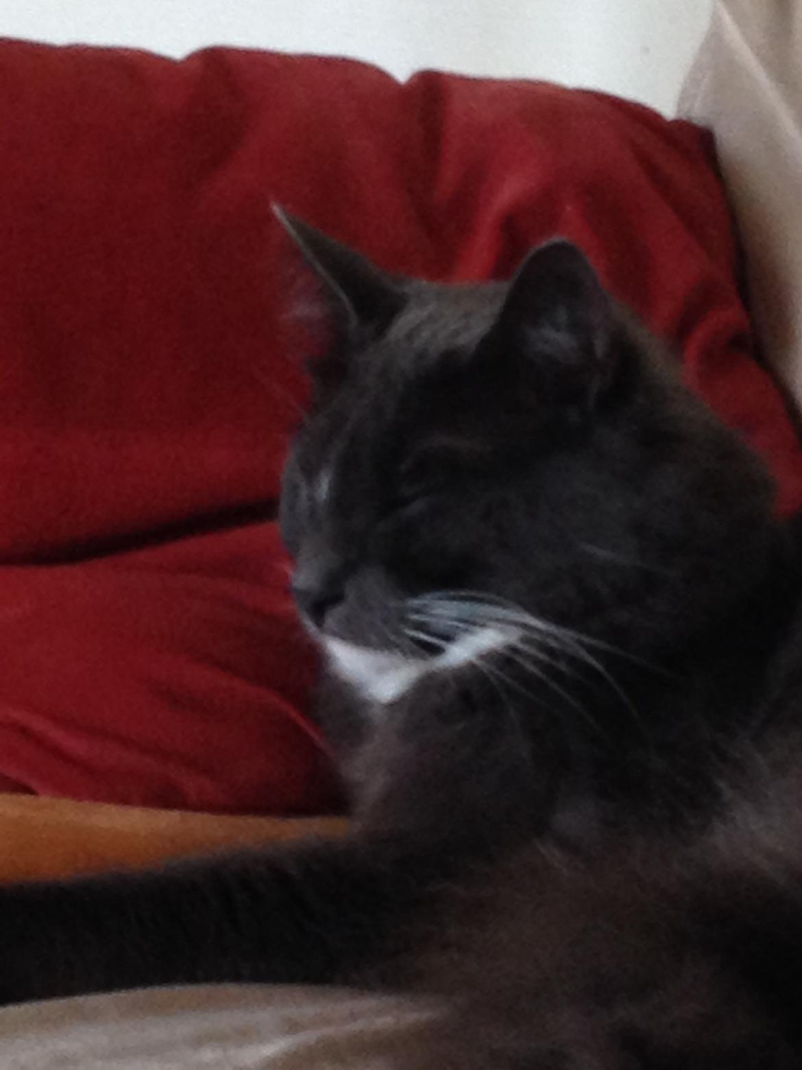 Blanding af racer Kenobe - Væk mig ikke billede 1