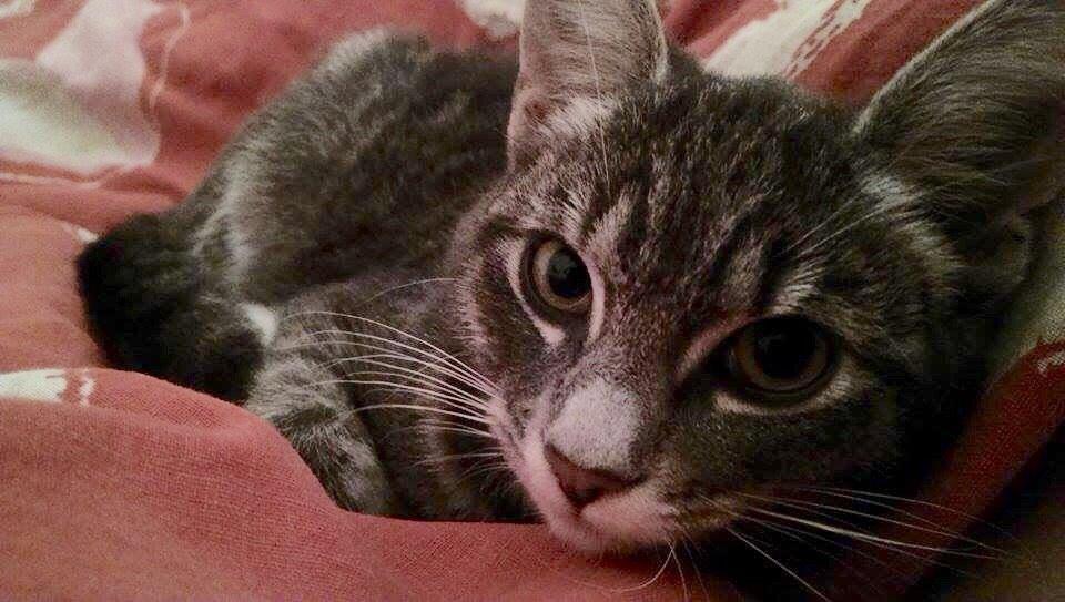 Huskat Frida billede 1