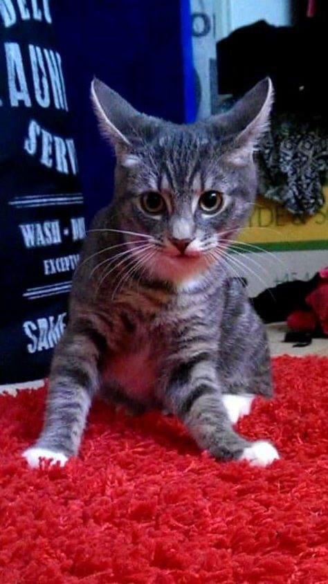 Huskat Frida billede 2