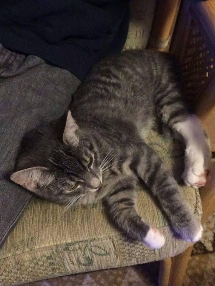 Huskat Frida billede 3