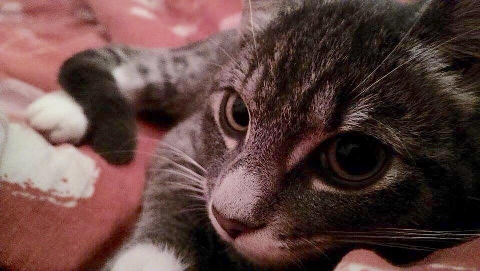 Huskat Frida billede 4