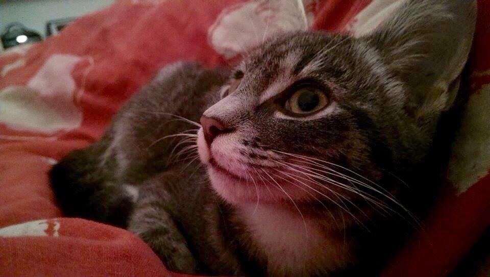 Huskat Frida billede 5