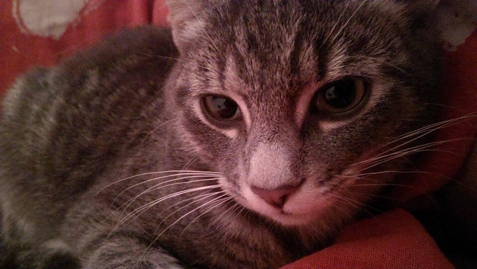 Huskat Frida billede 6