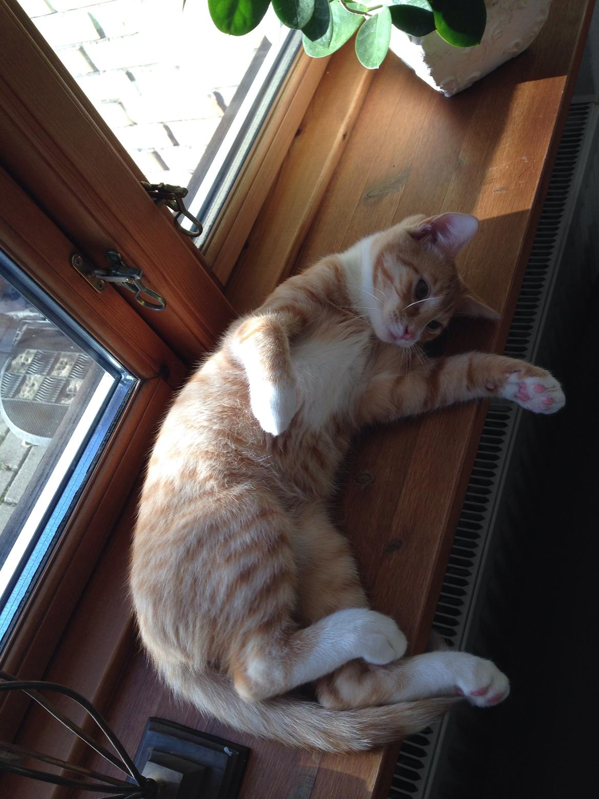 Huskat Balou billede 12