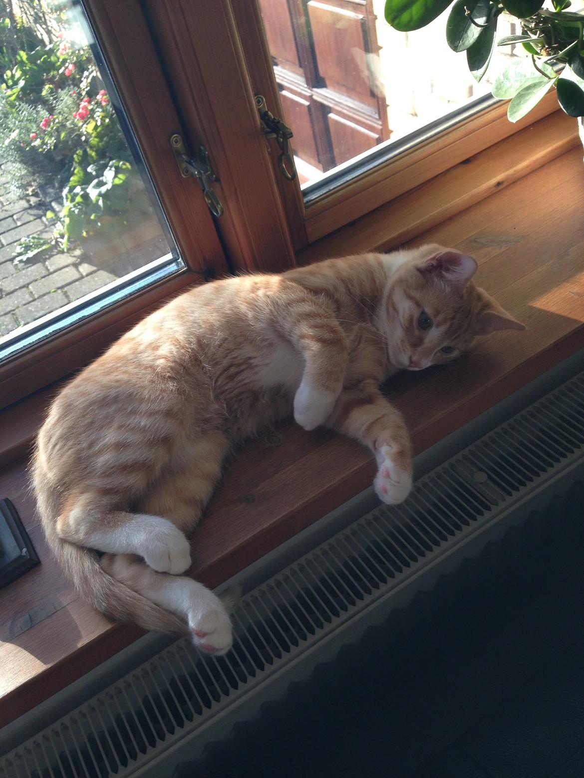 Huskat Balou billede 13