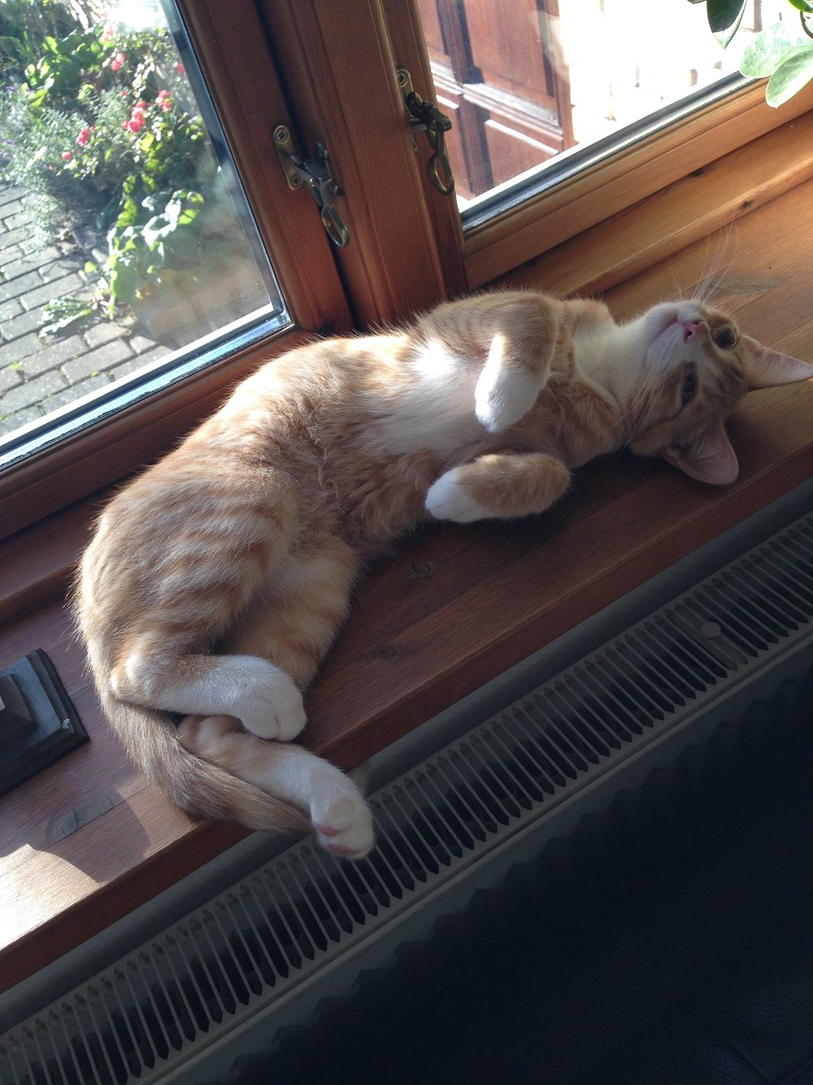 Huskat Balou billede 14