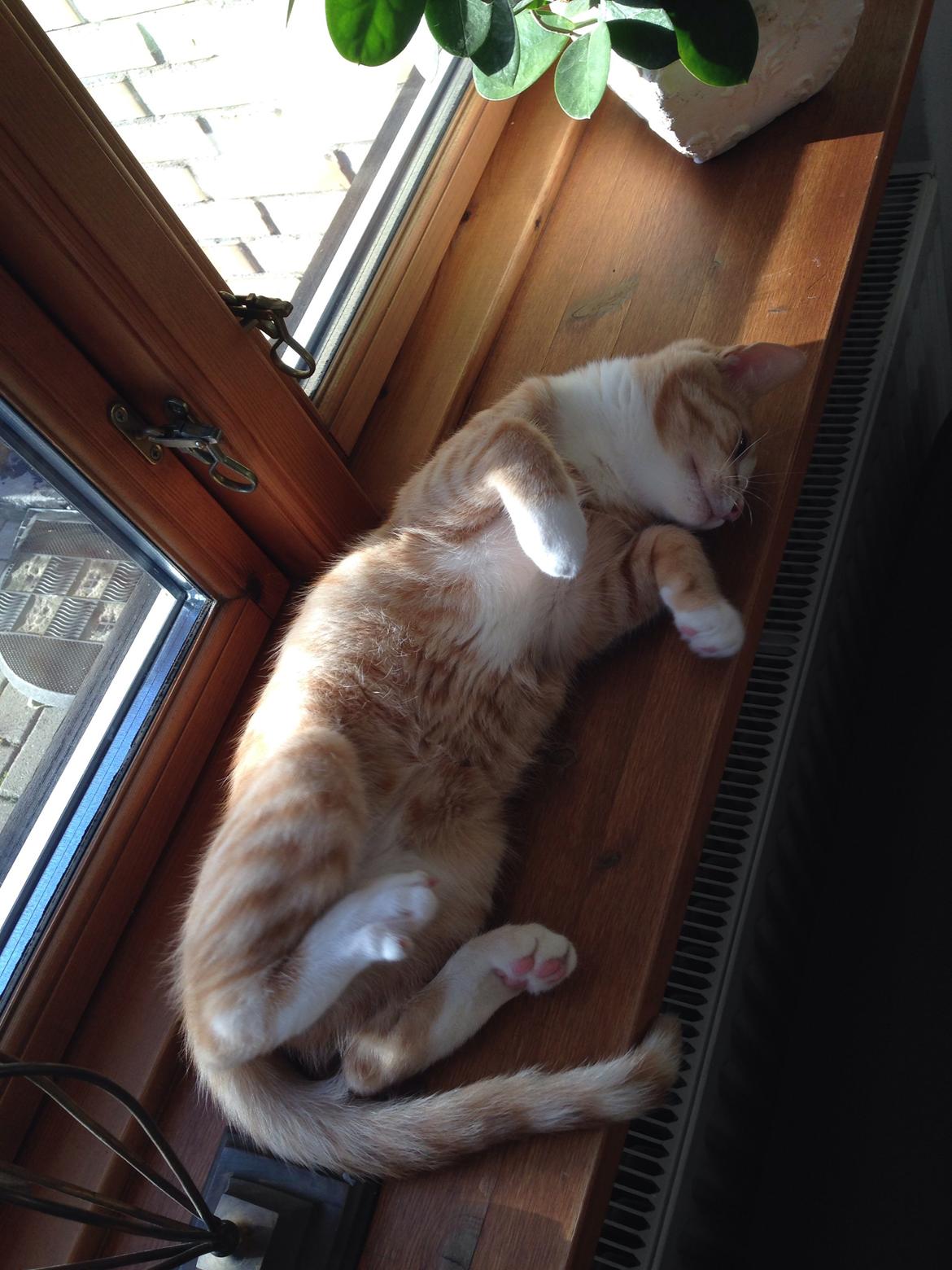 Huskat Balou billede 15