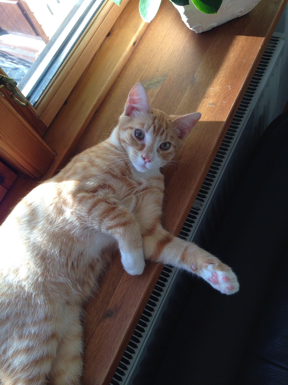 Huskat Balou billede 16