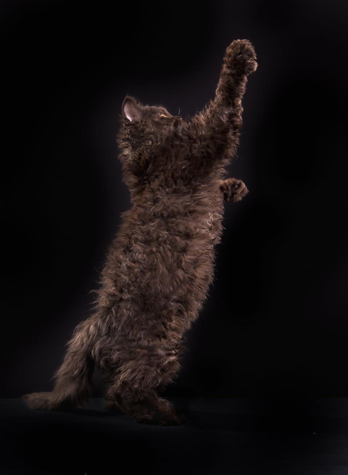 Selkirk Rex  SGCA/TGC IP Lykken Curly Tsarina of Tzari billede 2