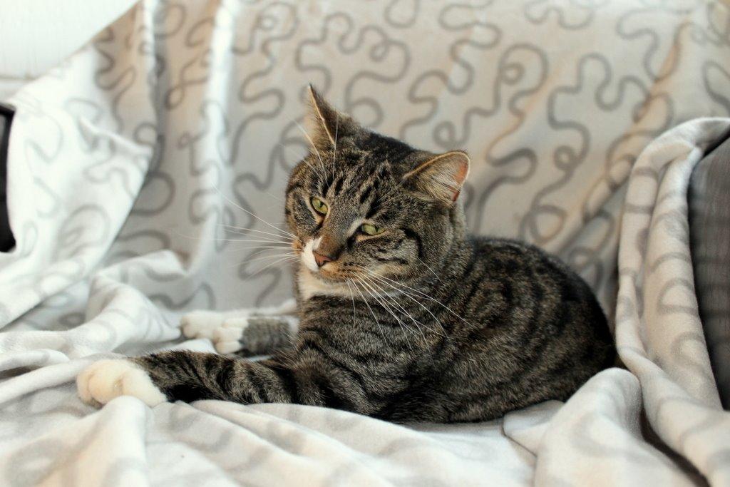 Huskat Fenja billede 17