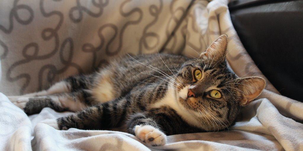 Huskat Fenja billede 12