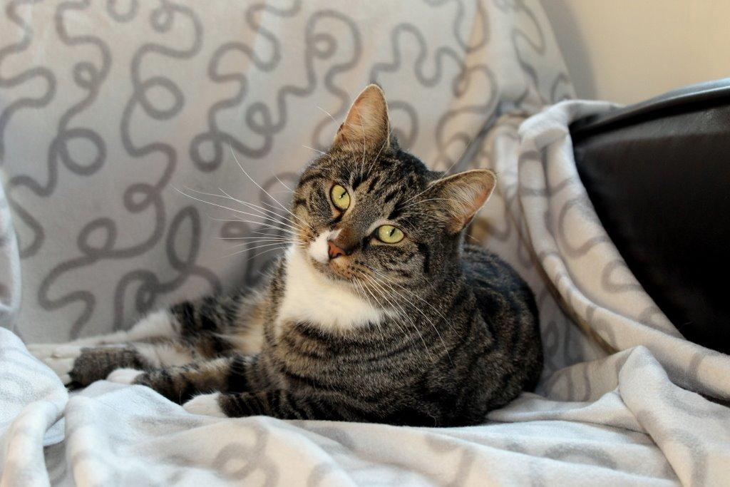 Huskat Fenja billede 1