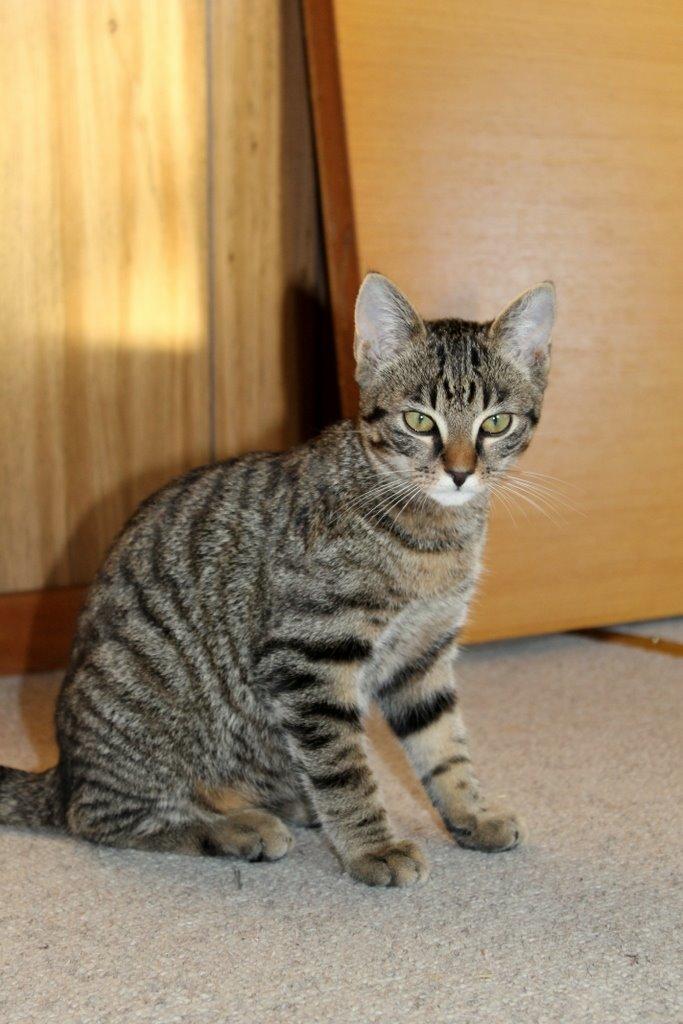 Huskat Findus billede 11