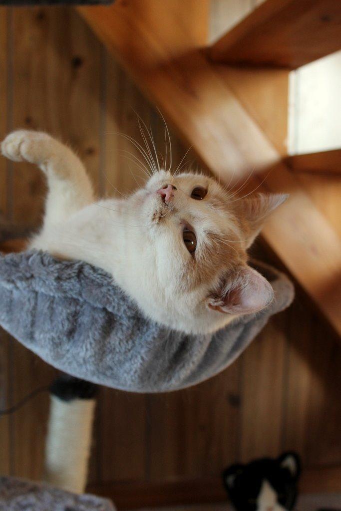 Huskat Bertram billede 2