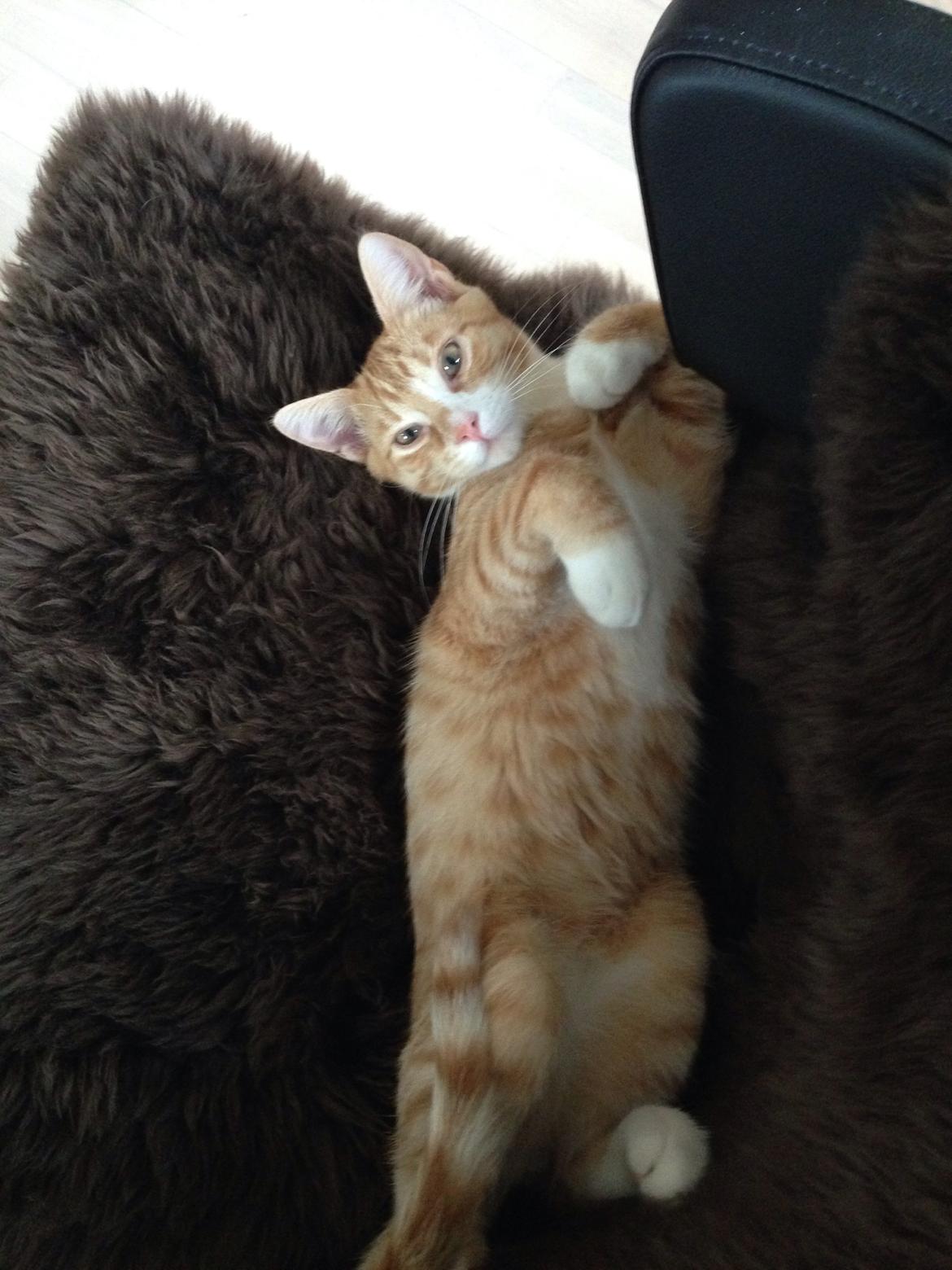 Huskat Balou billede 17