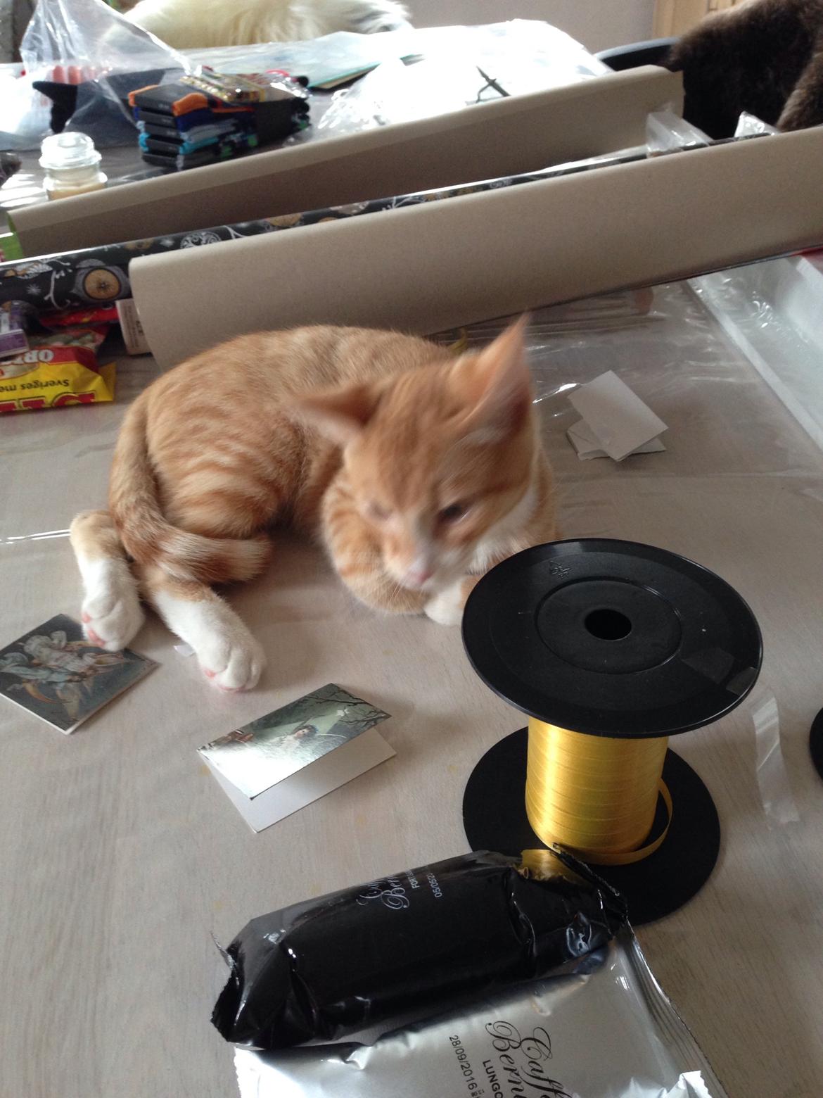 Huskat Balou billede 18