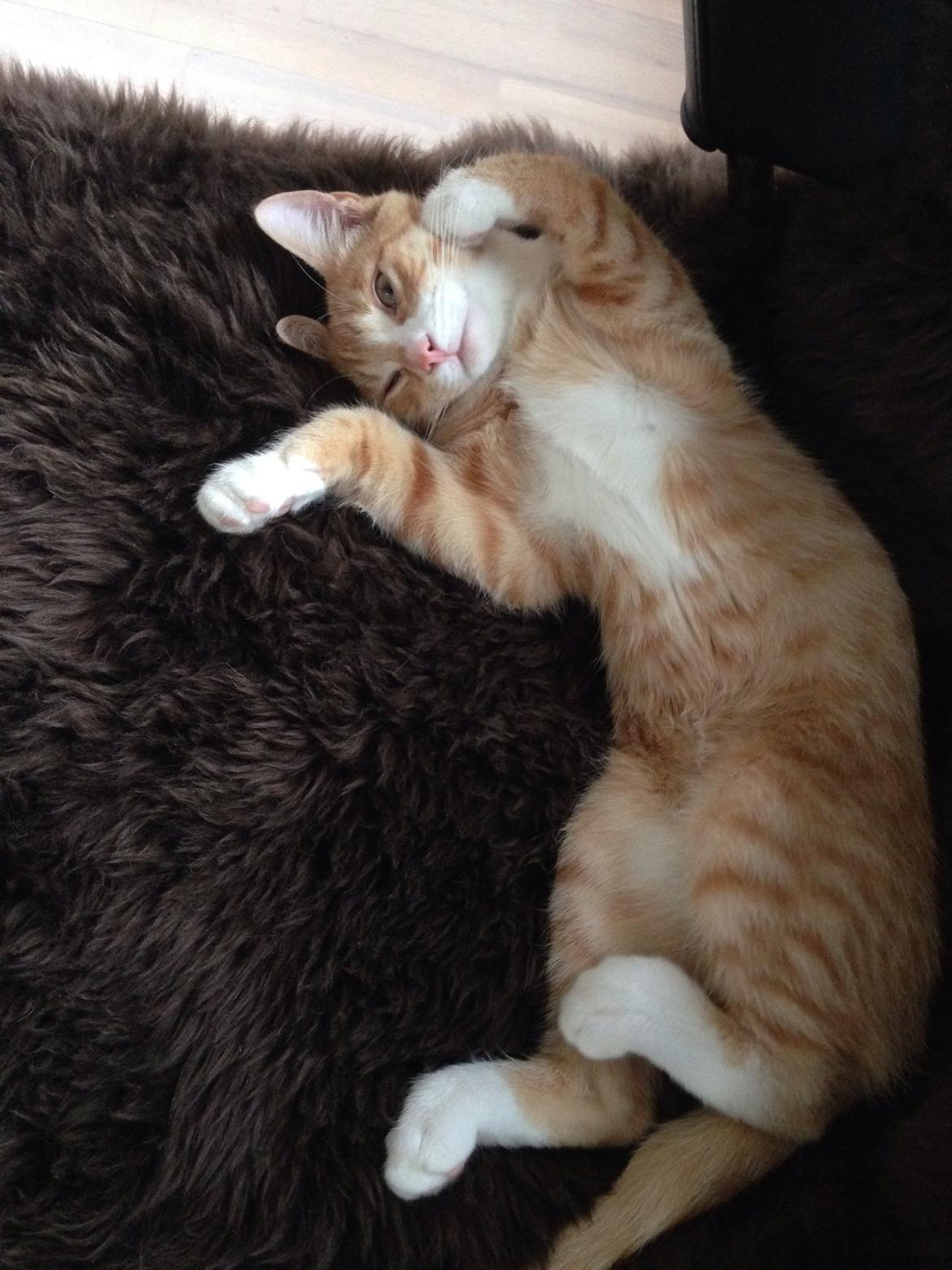 Huskat Balou billede 19