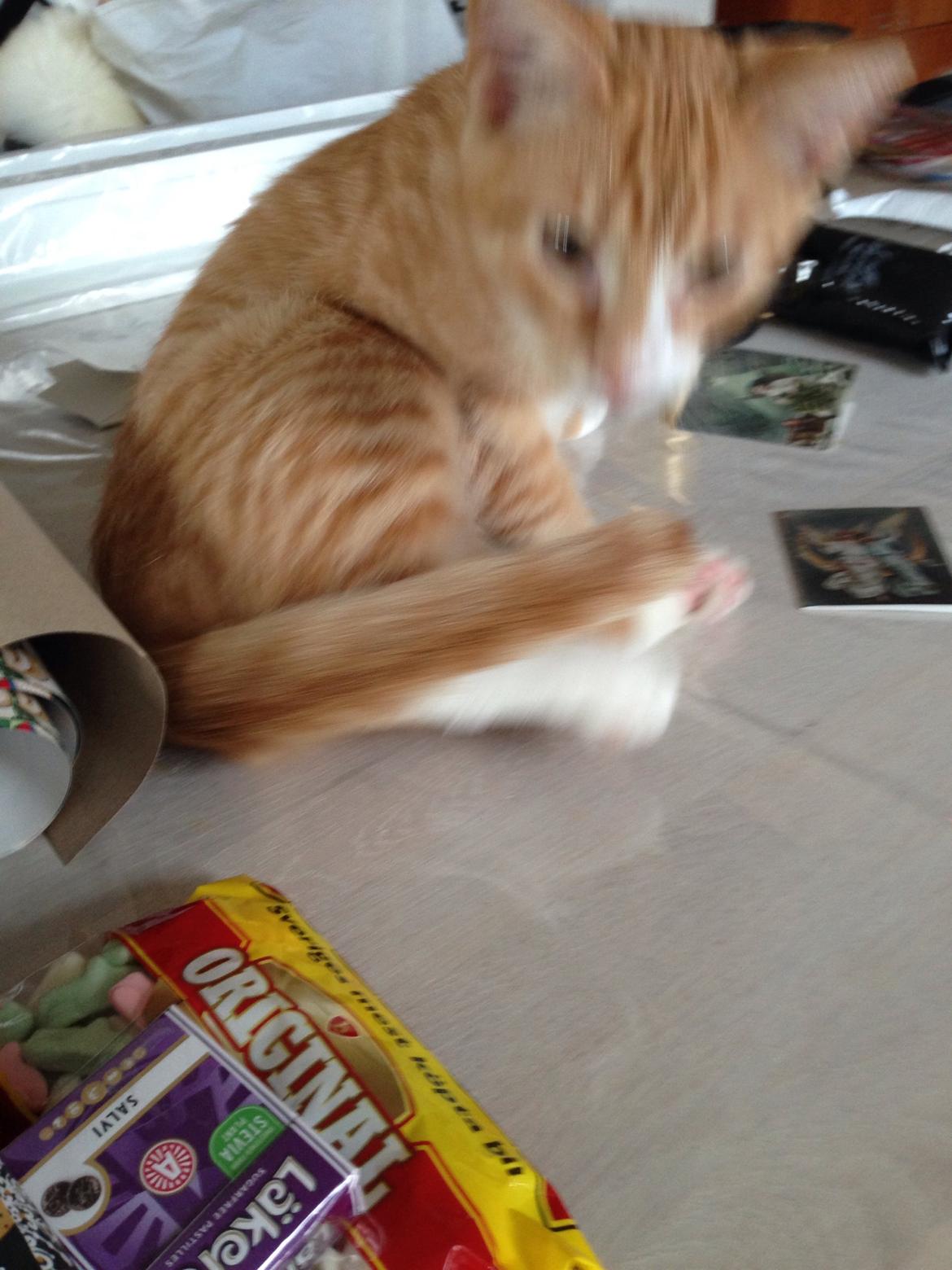 Huskat Balou billede 20