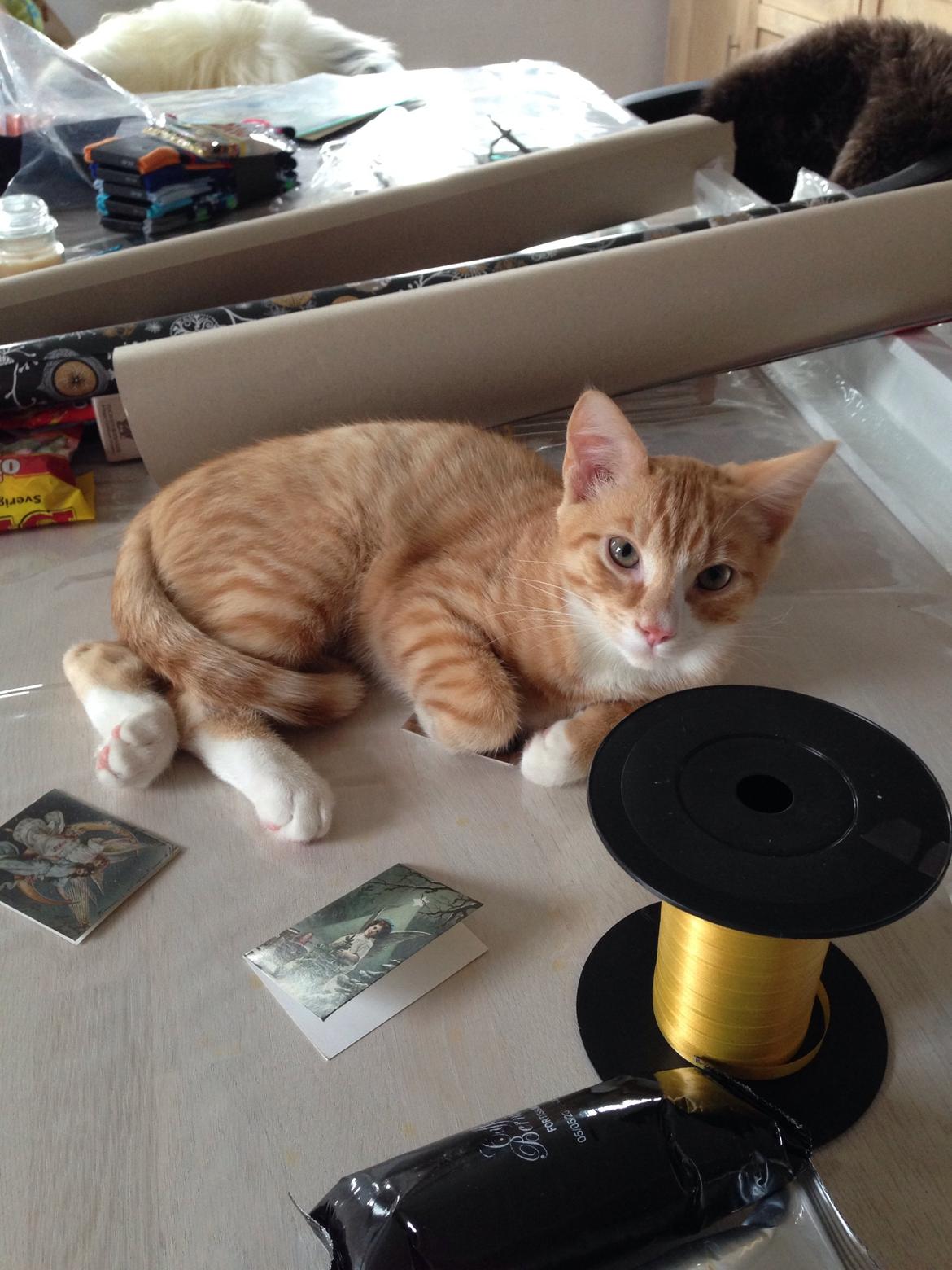 Huskat Balou billede 21