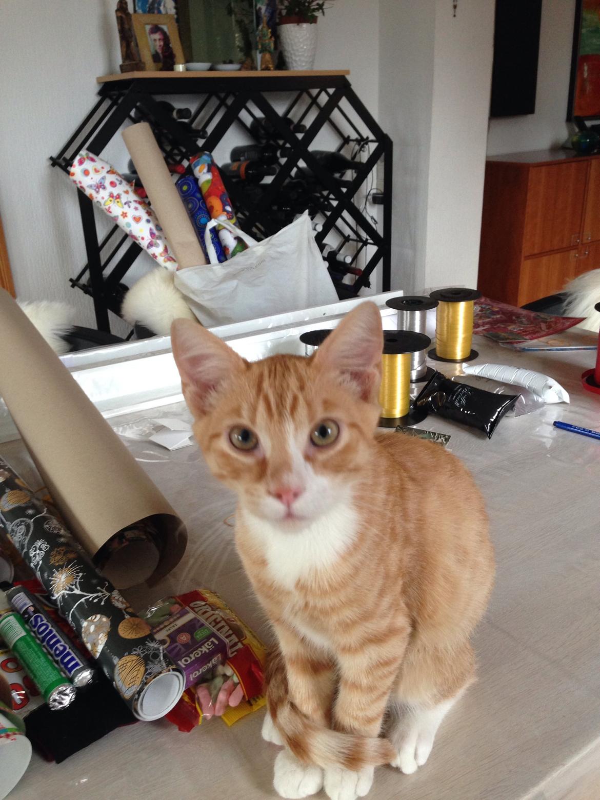 Huskat Balou billede 22