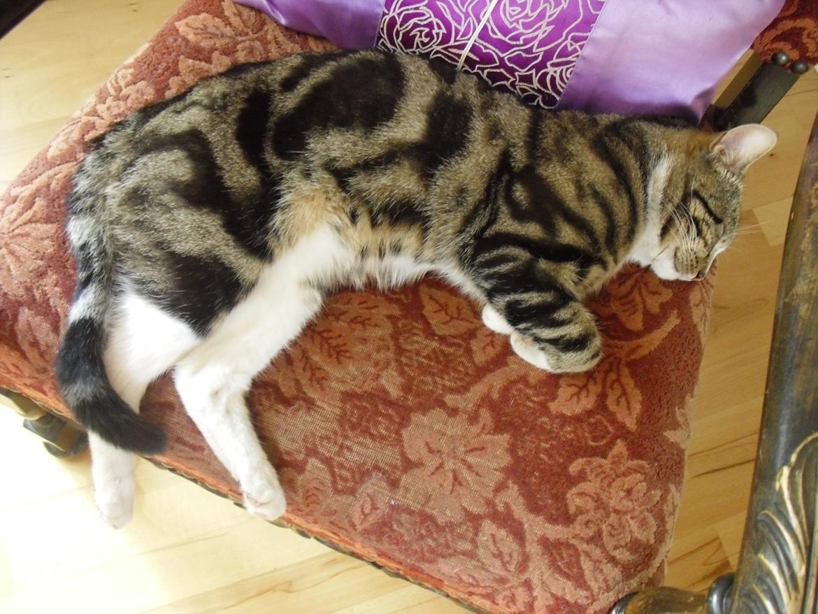 Huskat Misse billede 2