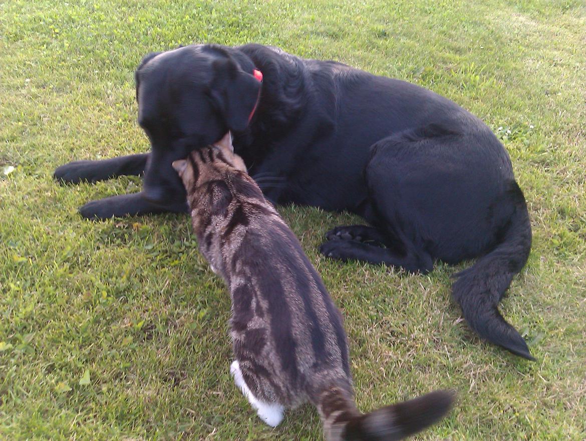 Huskat Misse billede 3