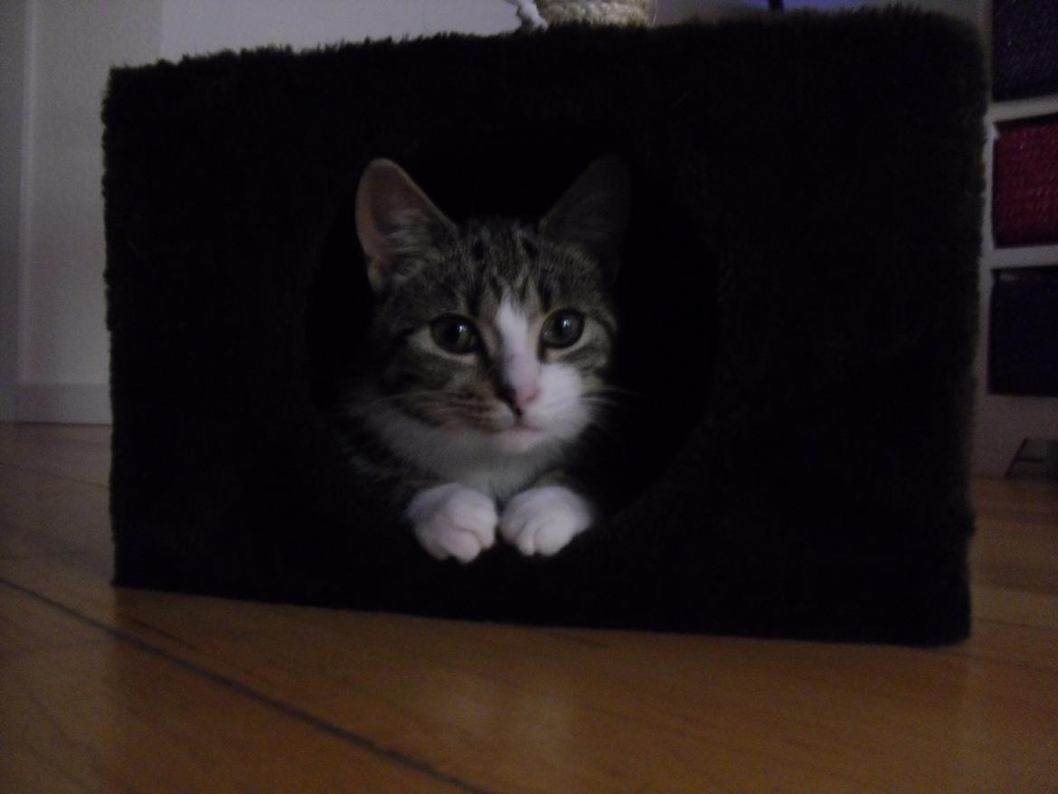 Huskat Misse billede 1