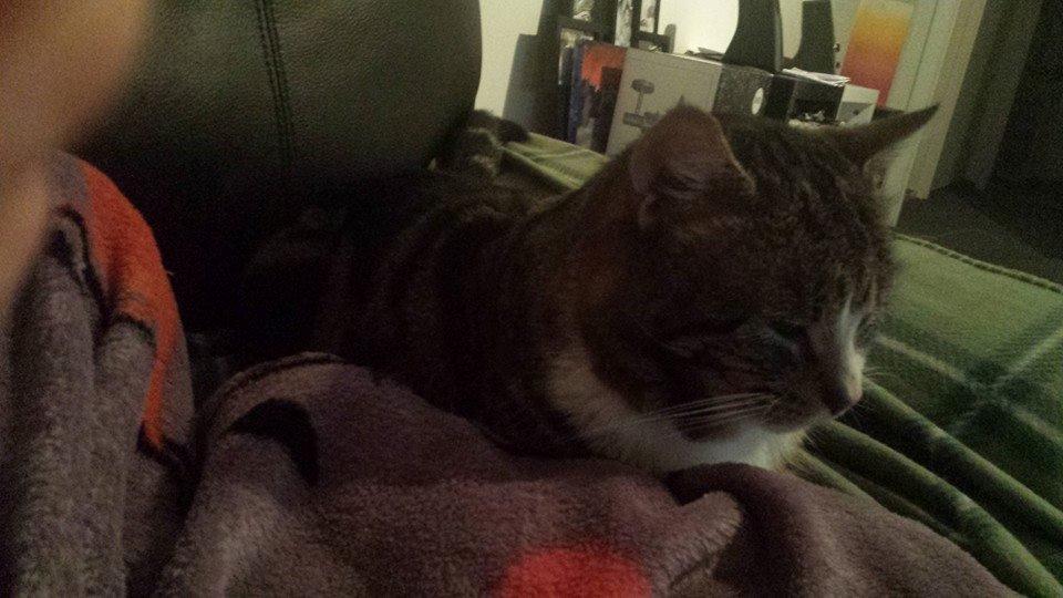 Huskat Misse billede 4