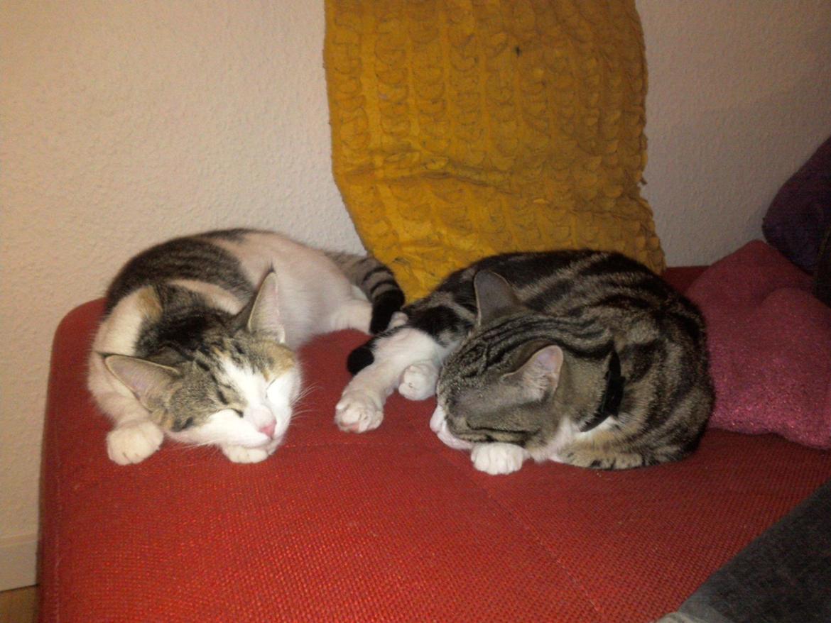 Huskat Misse billede 6