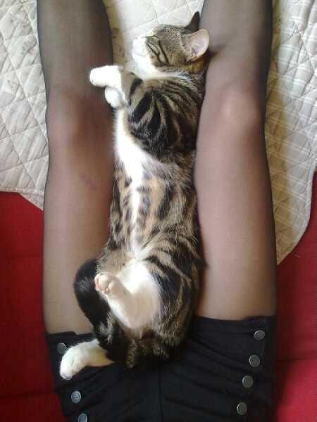 Huskat Misse billede 5