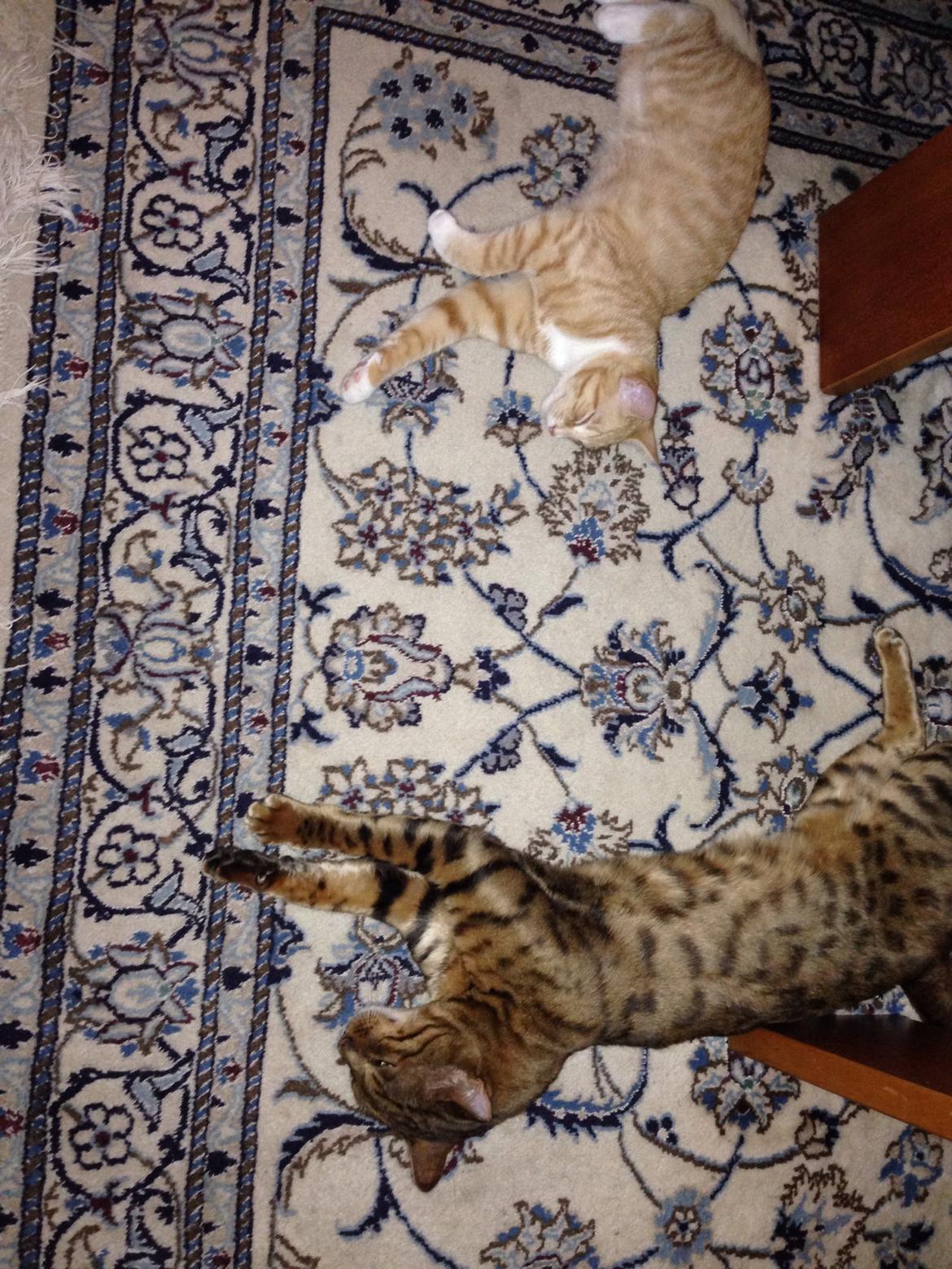 Bengal Max billede 24