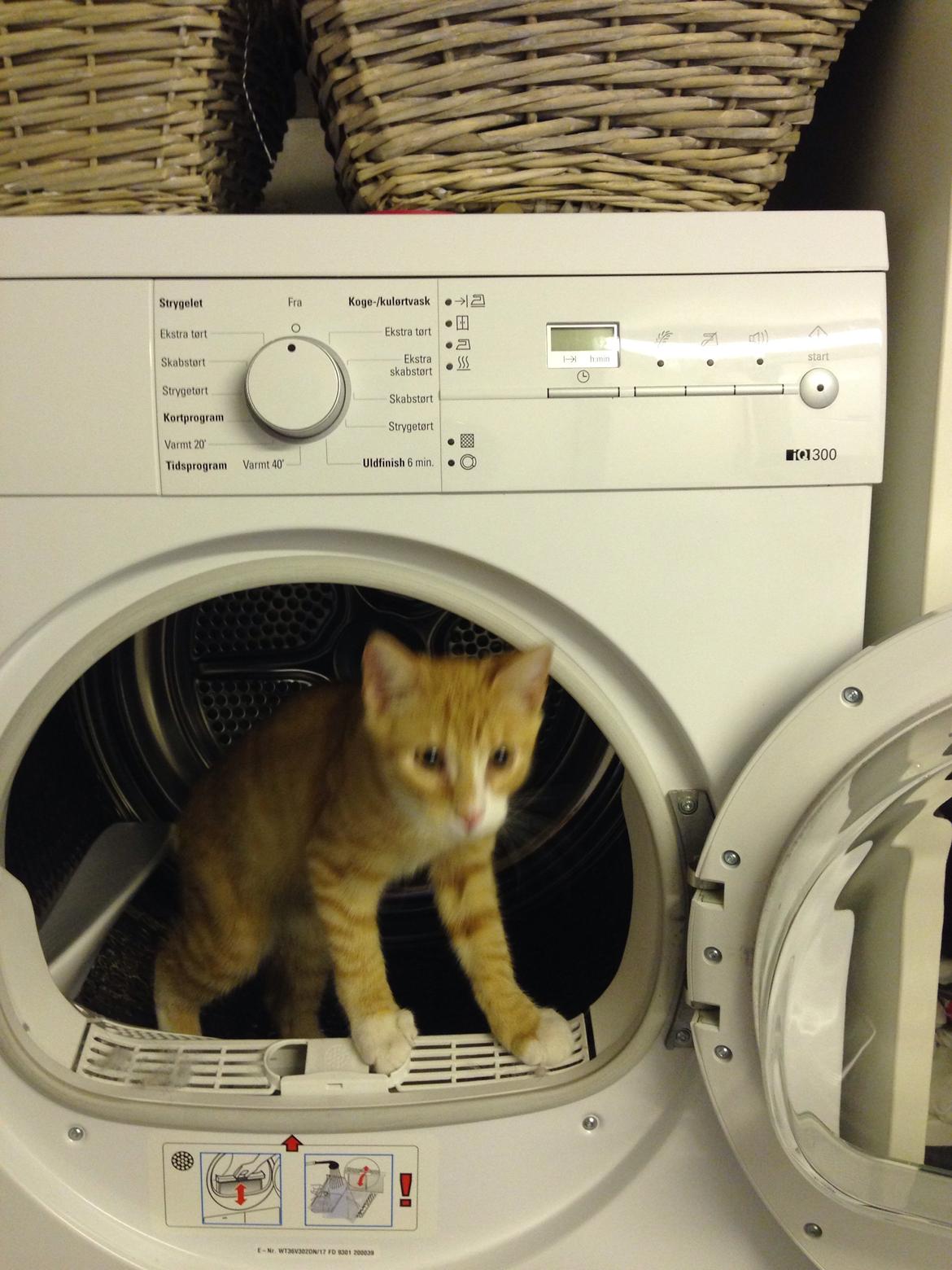 Huskat Balou billede 23