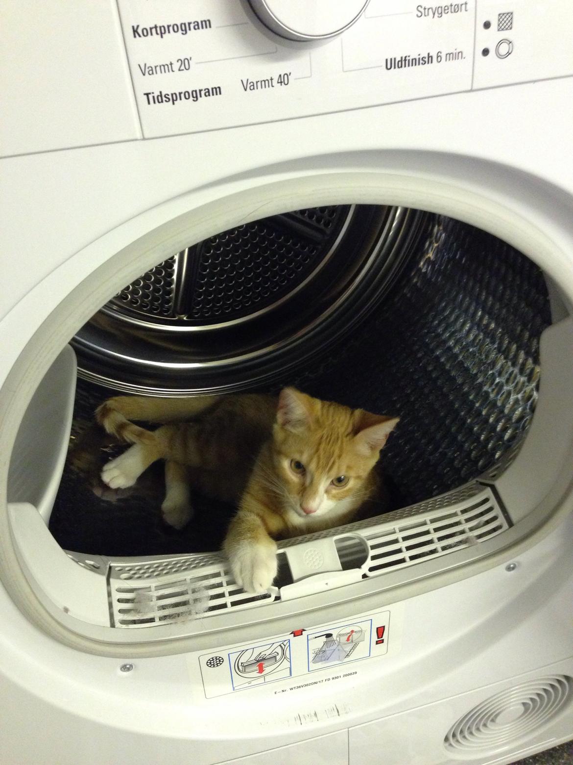 Huskat Balou billede 24