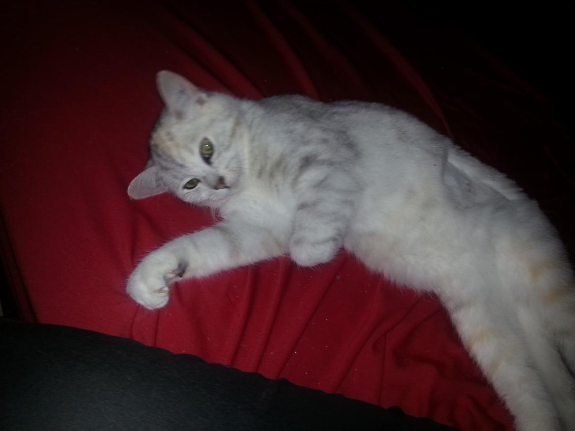 Blanding af racer Cleo billede 3