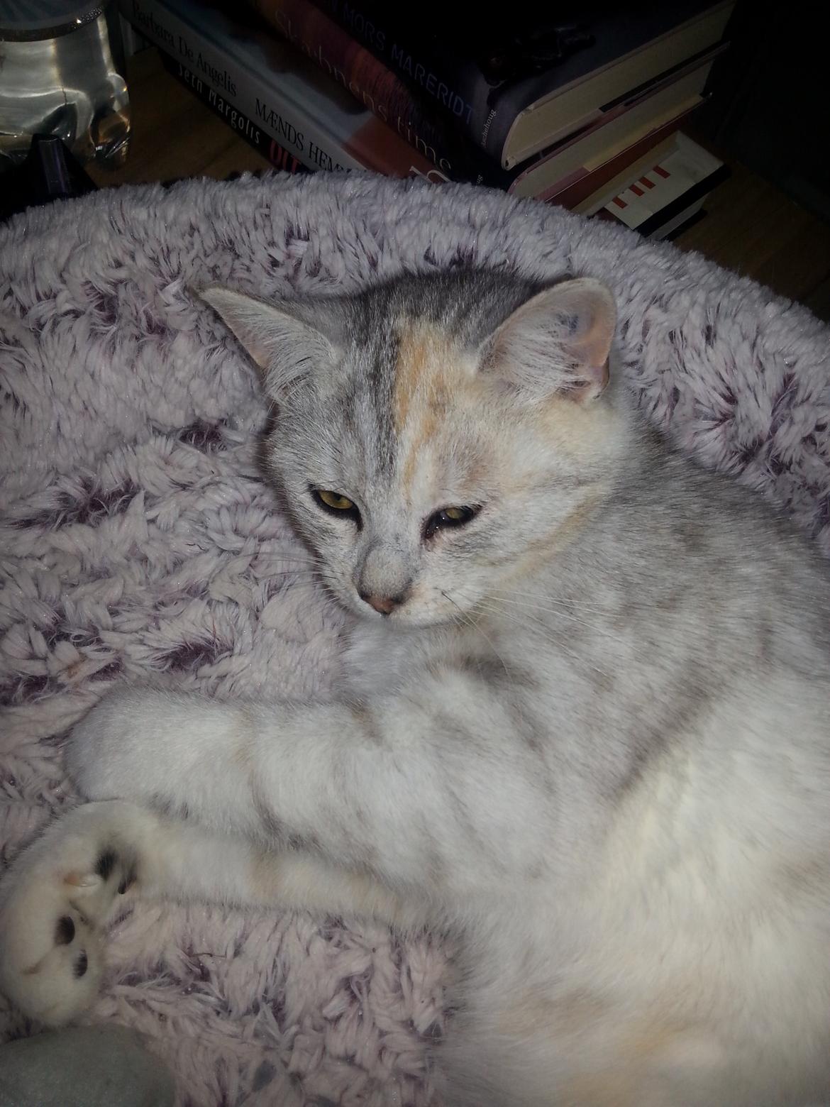 Blanding af racer Cleo billede 4