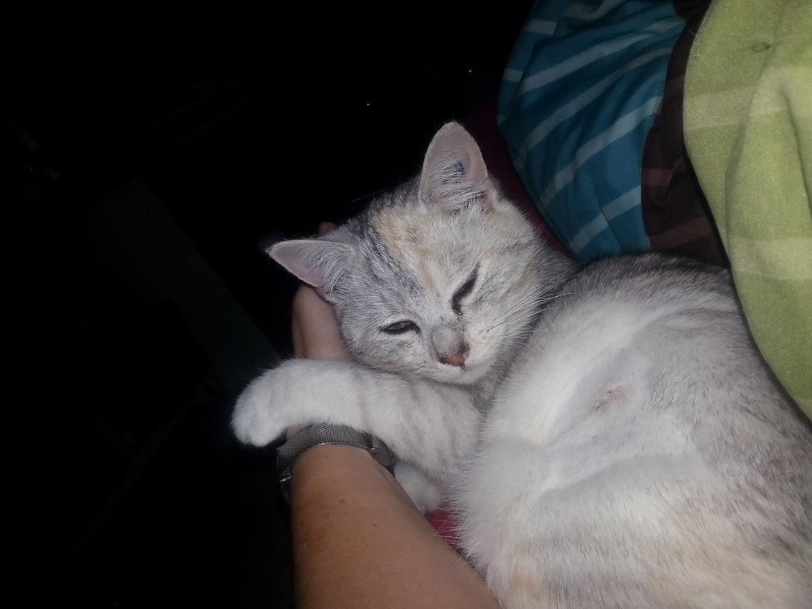 Blanding af racer Cleo billede 5