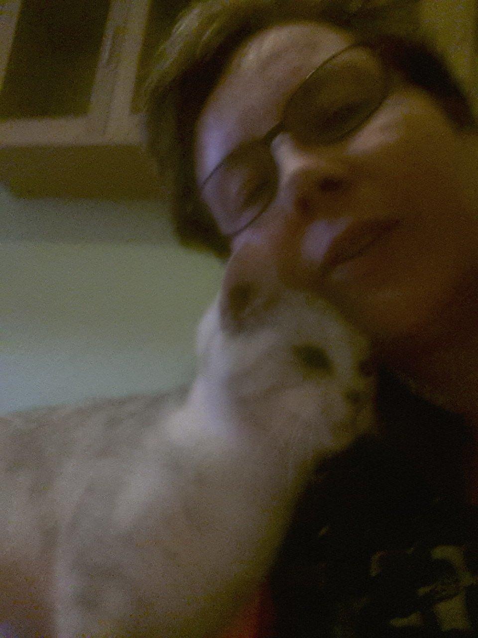 Blanding af racer Cleo billede 2