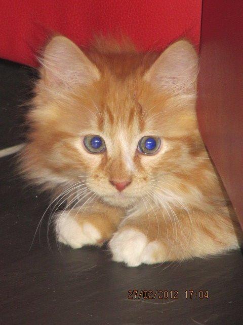 Huskat Oliver billede 1