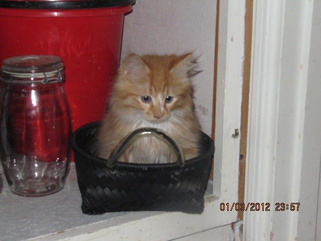 Huskat Oliver billede 2