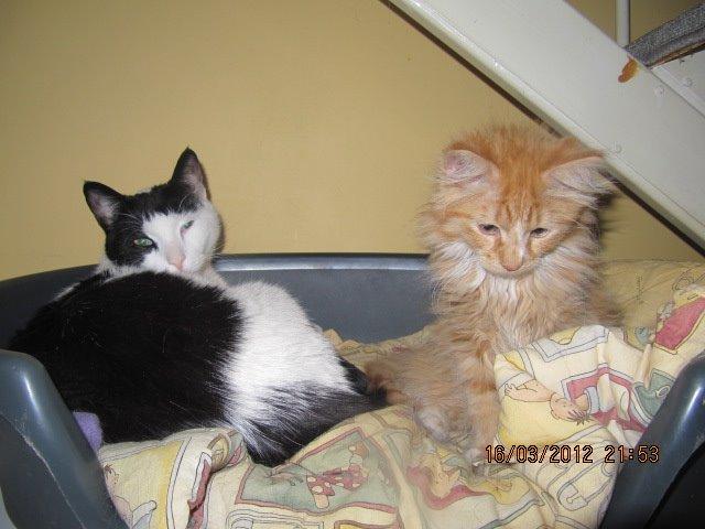 Huskat Oliver billede 3