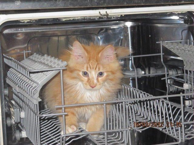 Huskat Oliver billede 4