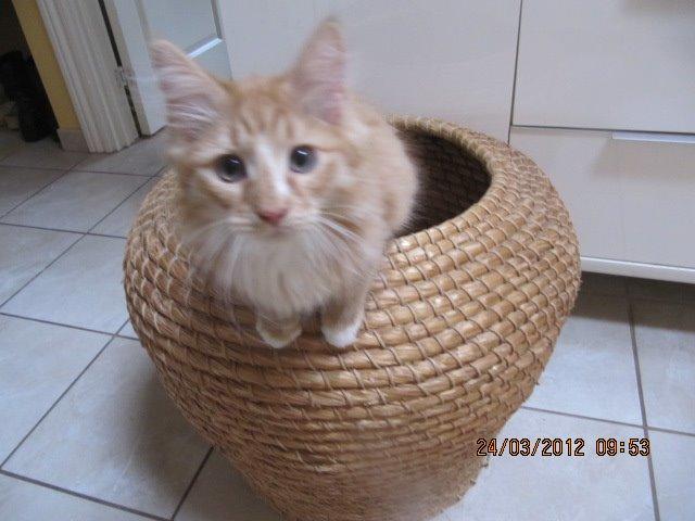 Huskat Oliver billede 5